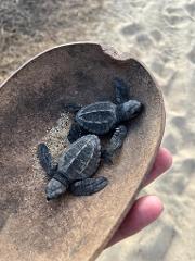 Liberacion De Tortugas / Turtle Release