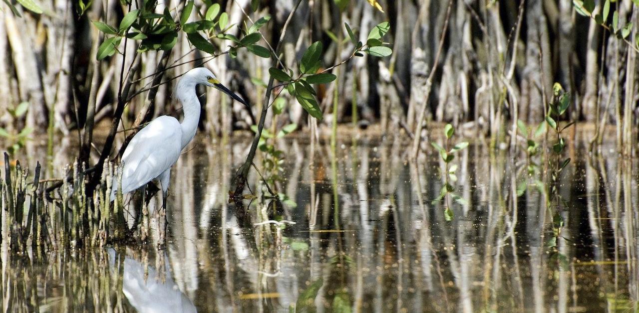 Explore Chacahua lagoon and experience the Bioluminescence