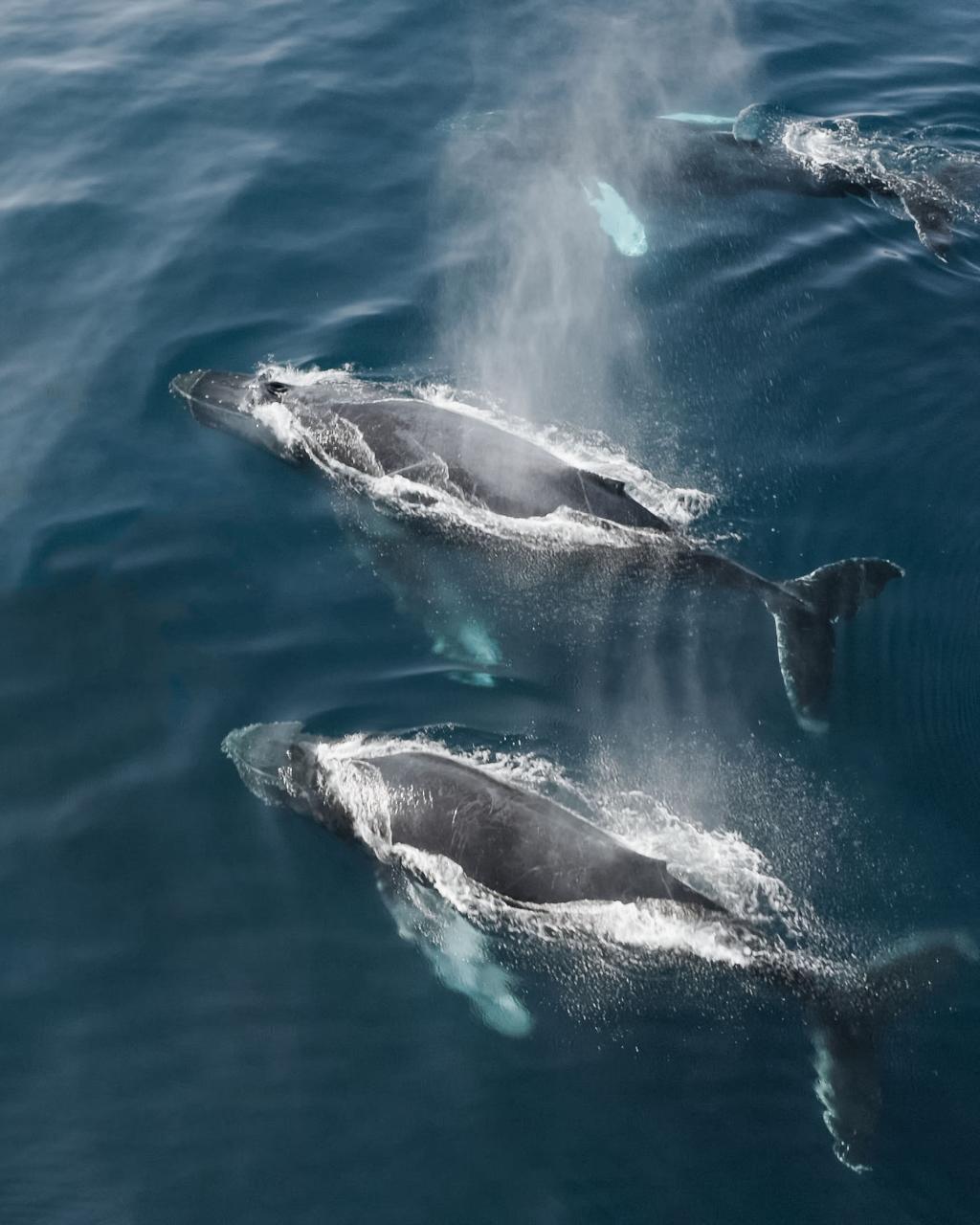Ocean Adventure Tour De Delfines – Dolphins Tour