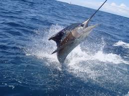 Pro Fishing Tour