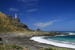 Full day Palliser Bay tour