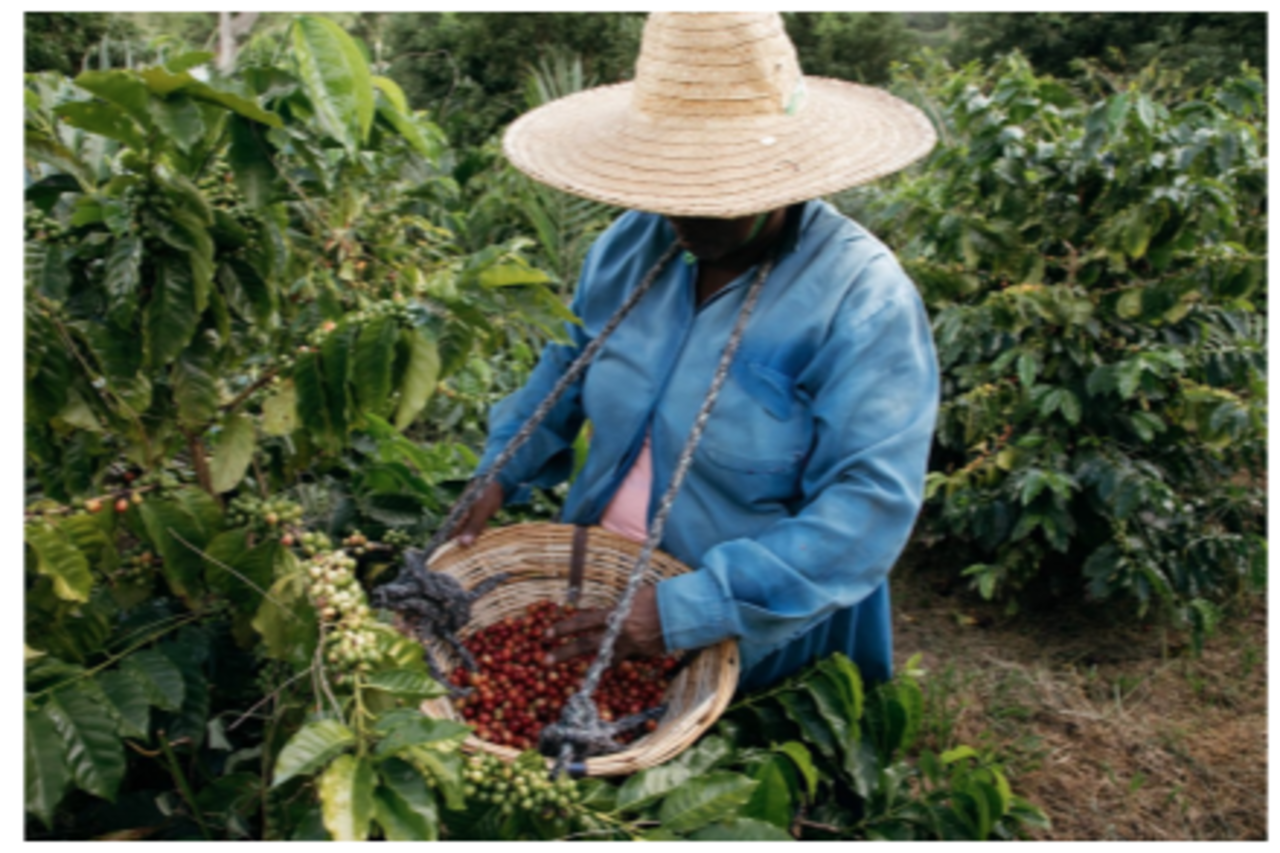 Chamarel Coffee Plantation Guided Tour