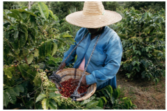 Chamarel Coffee Plantation Guided Tour