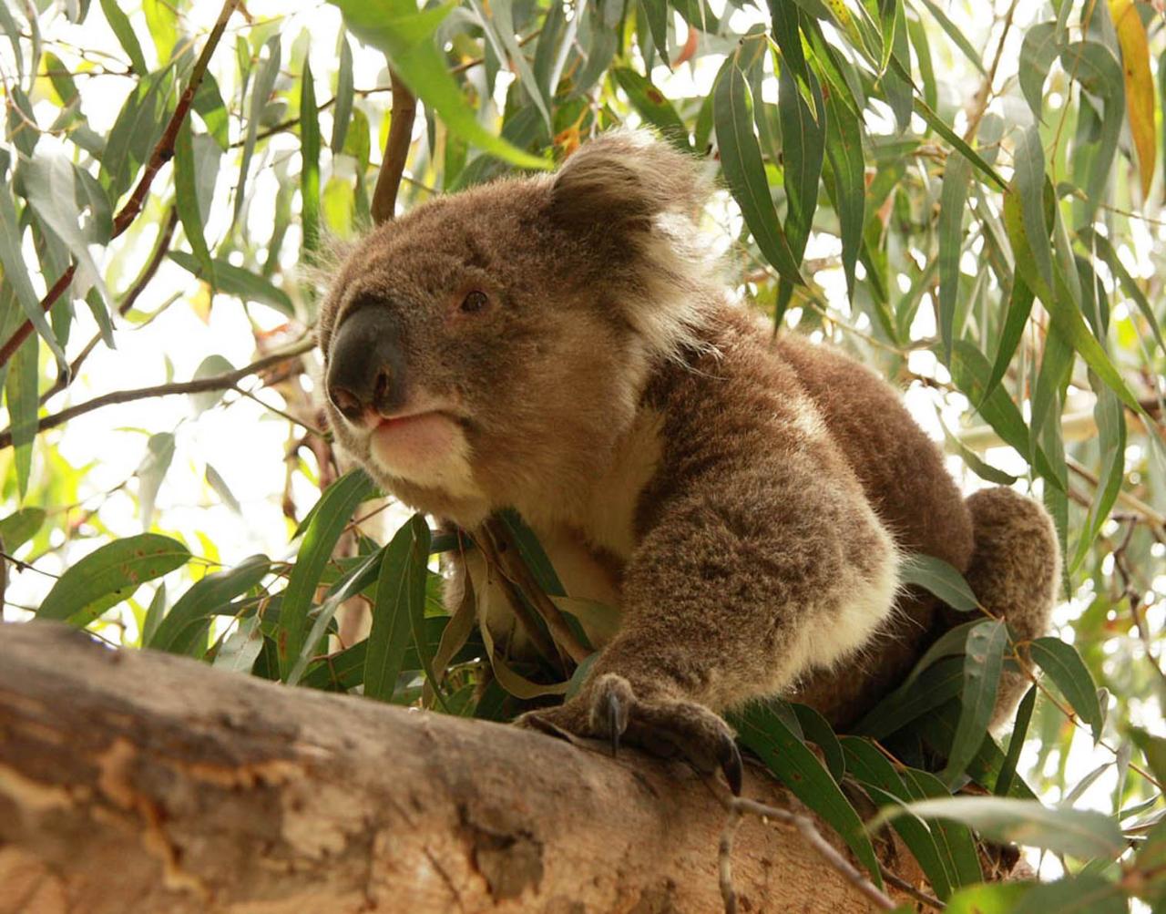 phillip island wildlife tour