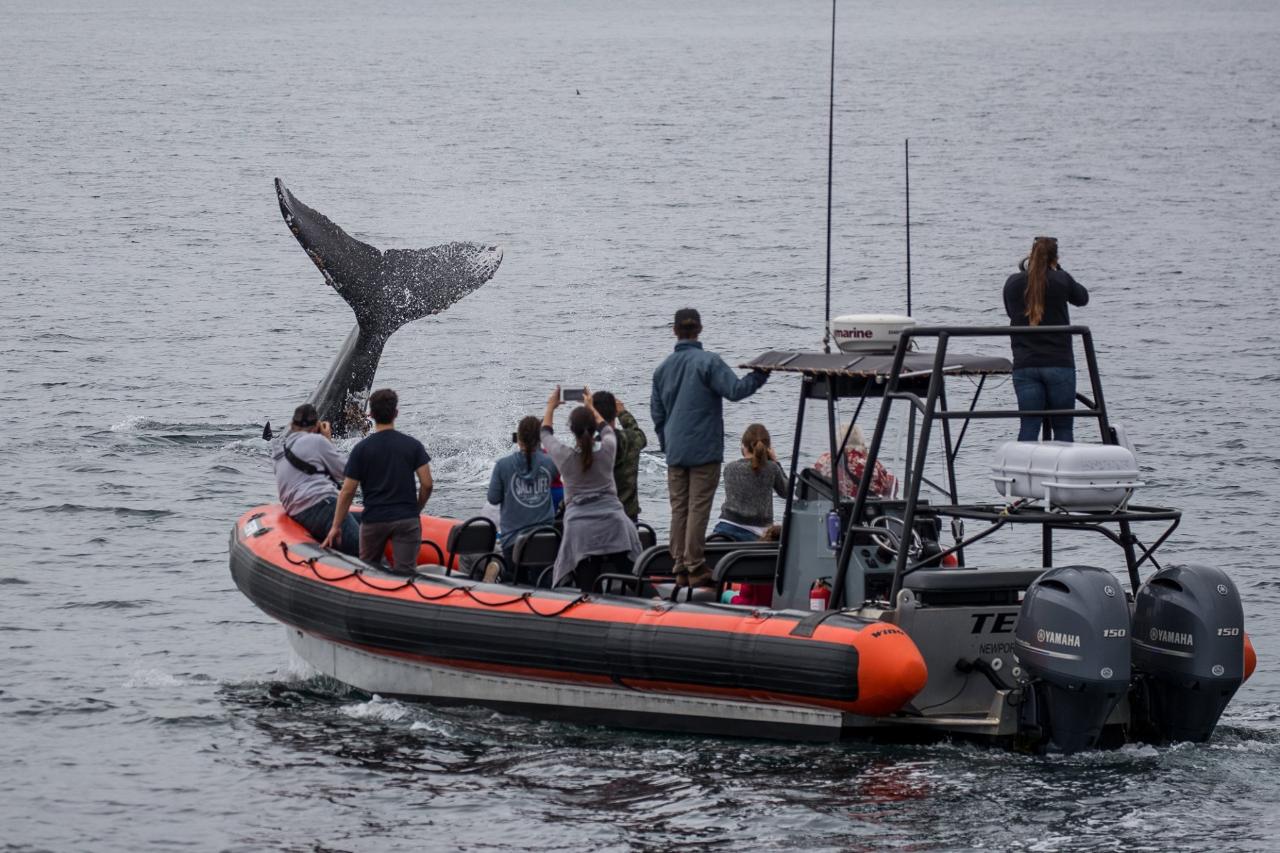 4.5 hour Whale Watching