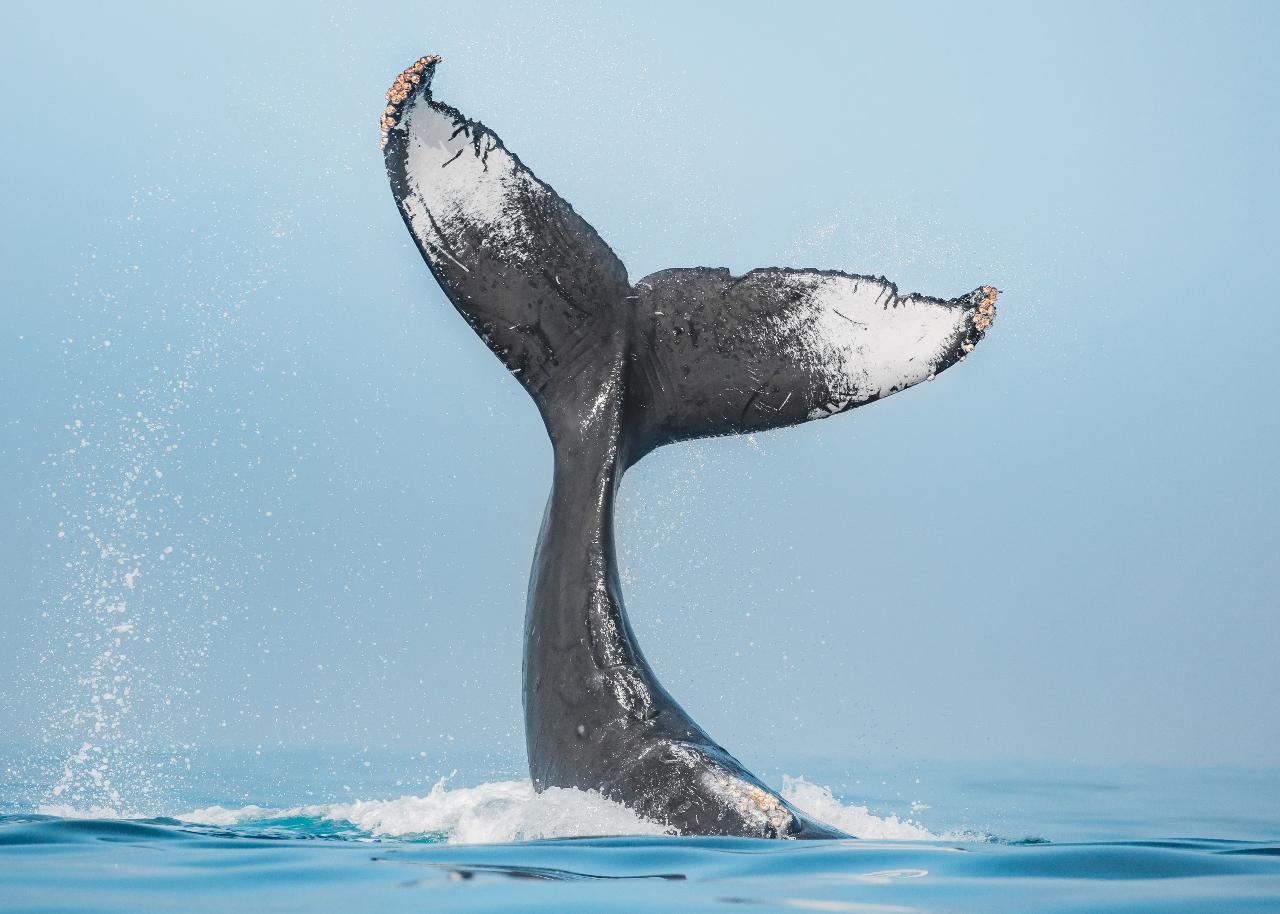 All Day Whale Watch Photography Workshop