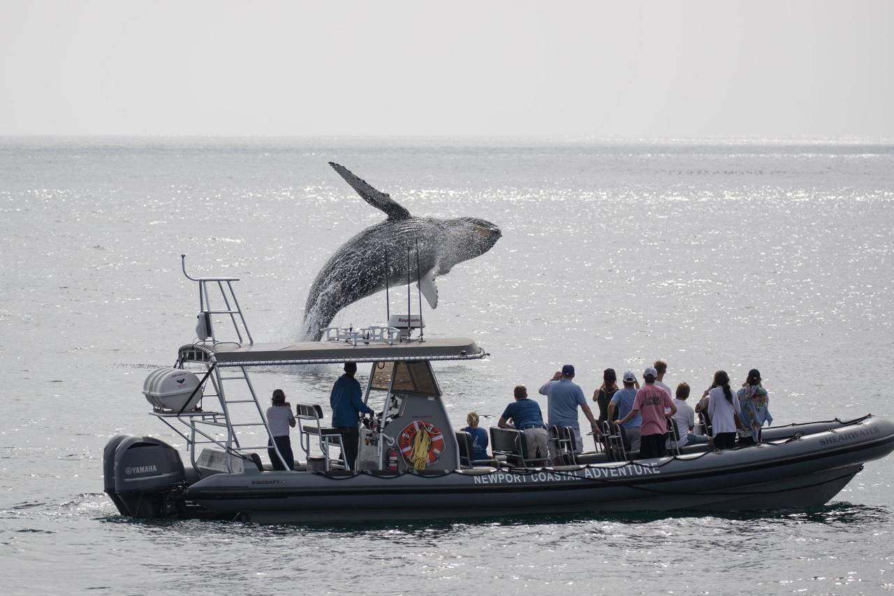 8 Hour Whale Watching w/ Catalina Island stop